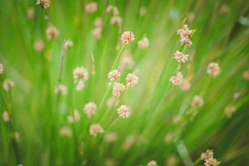 Fototapeta premium Close up image of Knobby Club Rush Flowers Ficinia nodosa, native to New Zealand.