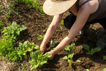 farmer woman tranplanting swiss chard  in the vegetable garden