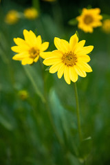Yellow flowers
