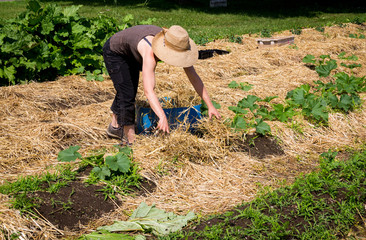 farmer woman covering zucchini row with straw