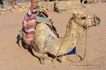 camel
