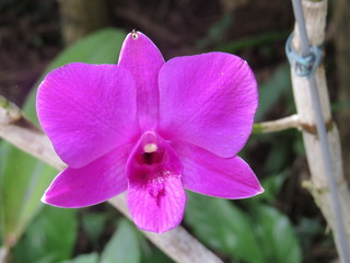 orchid