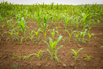 A view of a young corn plants on the field.