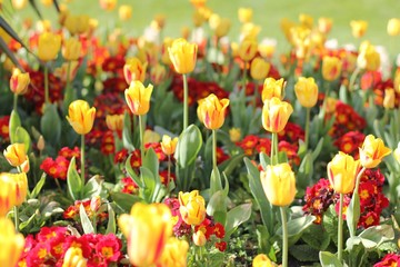 Flowers at Stephen`s Green Park