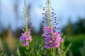 Pink Ivan Tea or blooming Sally in the field. Willow-herb at sunset. Nature landscape.