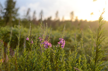Pink Ivan Tea or blooming Sally in the field. Willow-herb at sunset. Nature landscape.