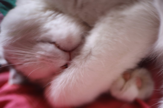 cute tom mail cat sleeping close up photo on the sofa