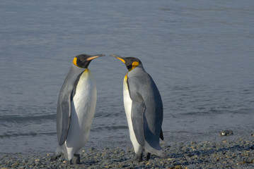 Obraz na płótnie Canvas King Penguins, South Georgia Island, Antarctic
