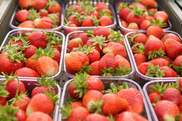 Collected red strawberries