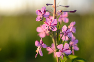 Pink Ivan Tea or blooming Sally in the field. Willow-herb at sunset. Nature landscape.