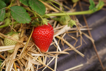 Strawberry red straw fruit