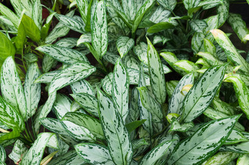Chinese evergreens (Aglaonema cv. Queen)
