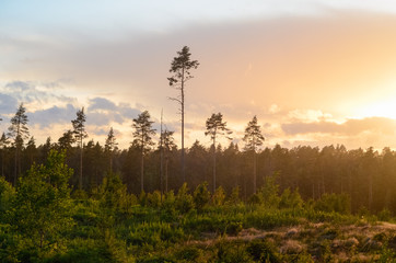 Fototapeta premium Evening golden sunset nature landscape. Aerial forest and rays of sun at wet rainy weather.
