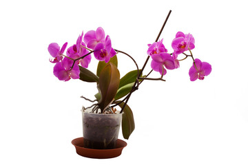 Naklejka premium Orchid in a pot on a white background