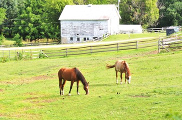Naklejka premium Two Horses