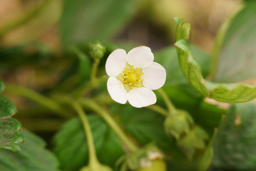 Strawberry flowering white