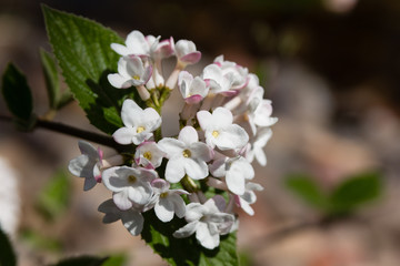 Viburnum flower