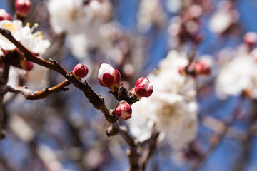 Aprocot buds and flowers