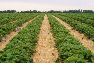 Fototapeta na wymiar Industrial cultivation of strawberries