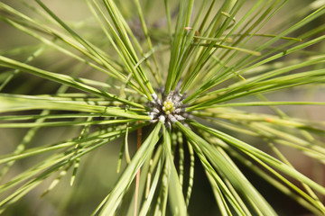 baby pine candel