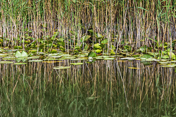 Skadar lake in Montenegro.