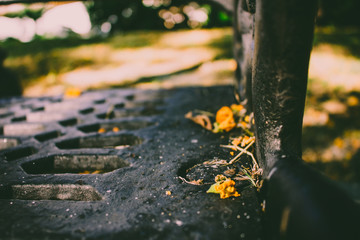Caragana arborescens. Yellow fallen flowers in the park. Andalusia, Spain.