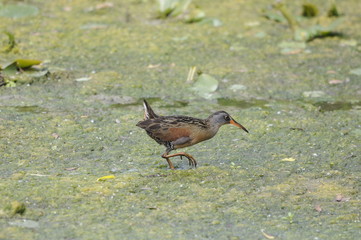 Virginia Rail, adult bird in marsh, Ontario, Canada