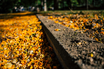 Caragana arborescens. Yellow fallen flowers in the park. Andalusia, Spain.