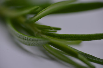 Rosemary