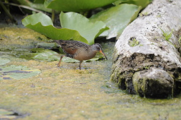 Virginia Rail, adult bird in marsh, Ontario, Canada