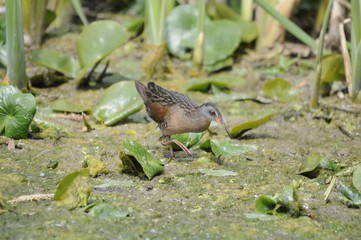 Virginia Rail, adult bird in marsh, Ontario, Canada