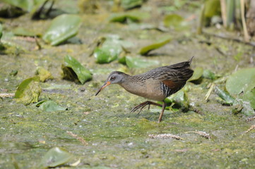 Virginia Rail, adult bird in marsh, Ontario, Canada