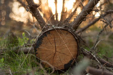 Cross section of the fallen cut pine at the forest canopy in sunset light