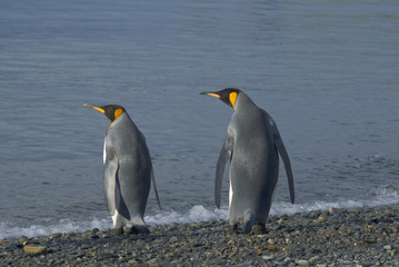 Fototapeta na wymiar King Penguins, South Georgia Island, Antarctic