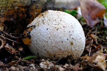Sromotnik smrodliwy (Phallus impudicus) - młody owocnik, czarcie jajo