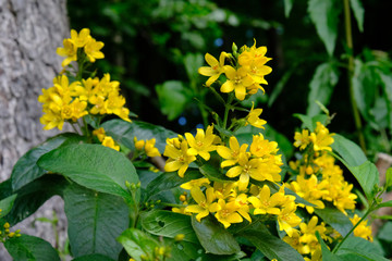 Tojeść pospolita (Lysimachia vulgaris) - żółty polny kwiat - obrazy, fototapety, plakaty