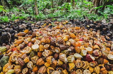 Cacao harvest in rain forest, Baracoa Cuba