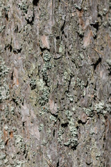 Tree bark texture background