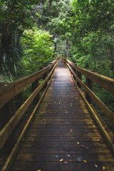 Fototapeta premium Boardwalk trail through the forest