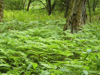 trees and fern in the forest.