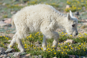 Obraz premium Mountain Goats in the Colorado Rocky Mountains