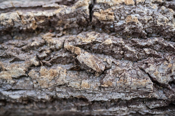 Old timber with rough texture