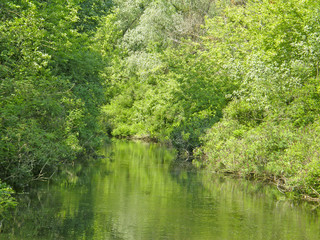 beautiful forest lake