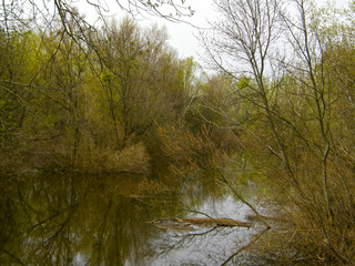 forest lake in the early spring.