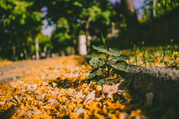 Plant. A small plant in the park and fallen yellow flowers.