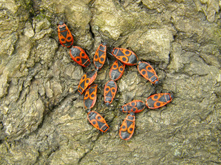 bugs of soldiers against the old tree background