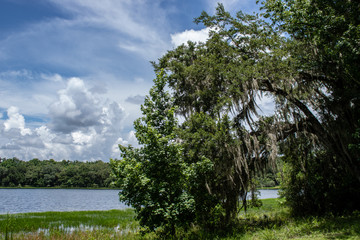 Withlacoochee State Forest