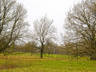 trees without leaves in early spring