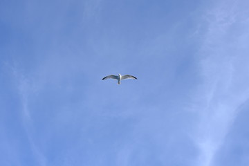 flying gull