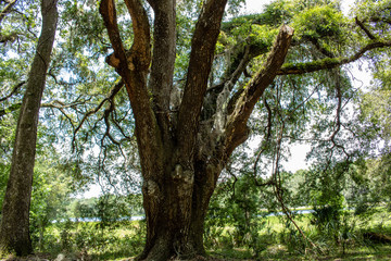 Fototapeta premium Withlacoochee State Forest